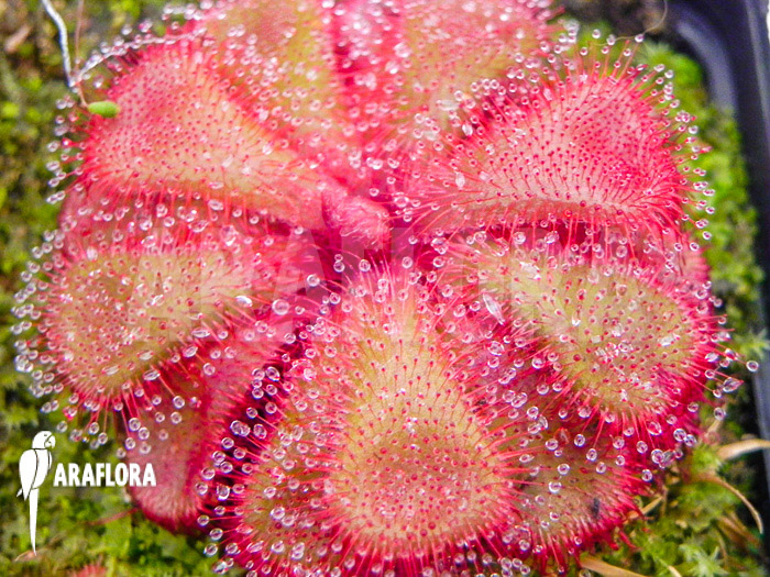 Drosera cuneifolia &lsquo;S&rsquo;