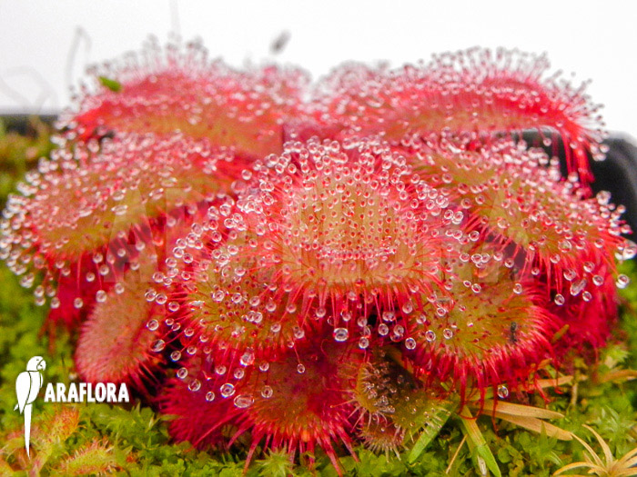 Drosera cuneifolia &lsquo;S&rsquo;
