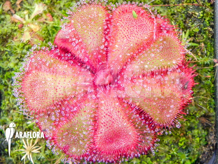 Drosera cuneifolia &lsquo;S&rsquo;