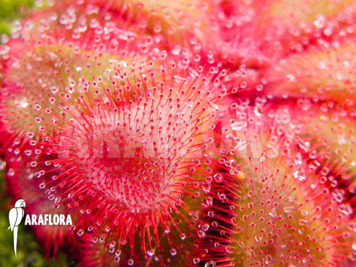 Drosera cuneifolia &lsquo;S&rsquo;