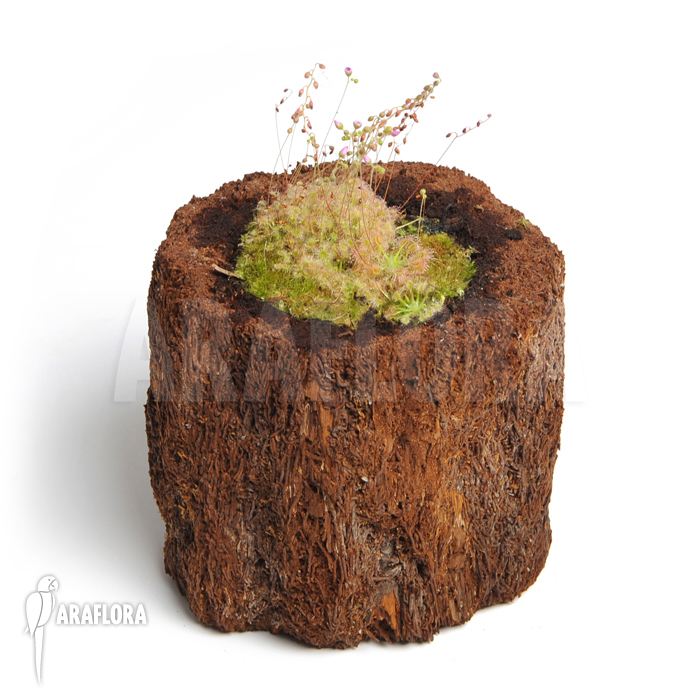 Drosera ericksoniae x &lsquo;Pulchella&rsquo;