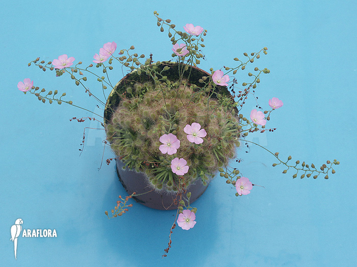 Drosera ericksoniae x &lsquo;Pulchella&rsquo;