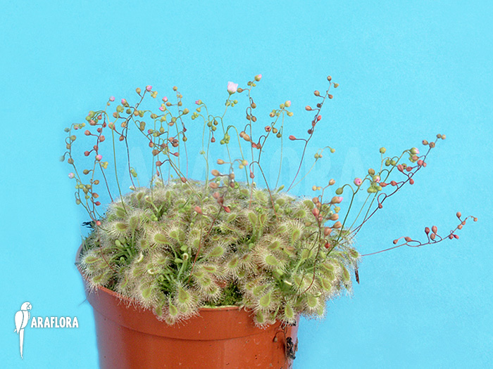 Drosera ericksoniae x &lsquo;Pulchella&rsquo;