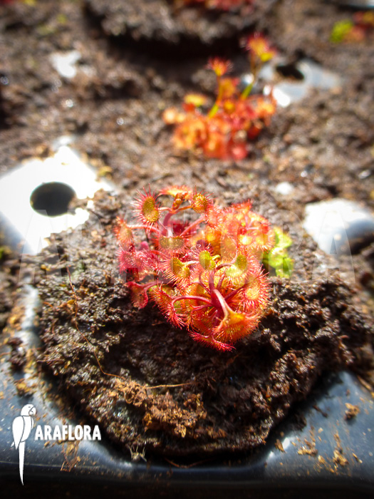 Drosera fimbriata