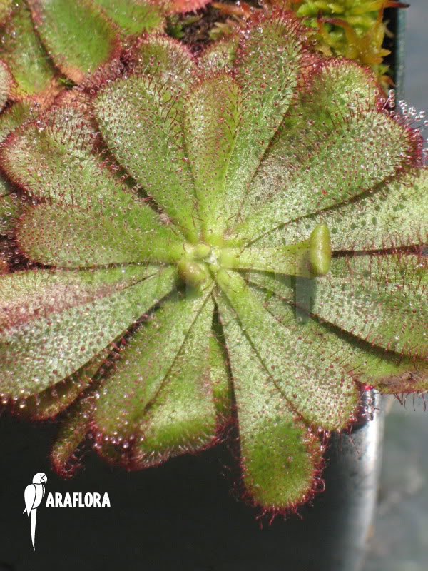 Drosera-hamiltonii-4