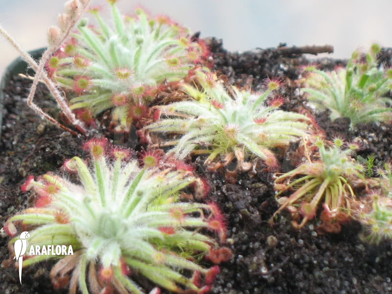 Drosera lanata