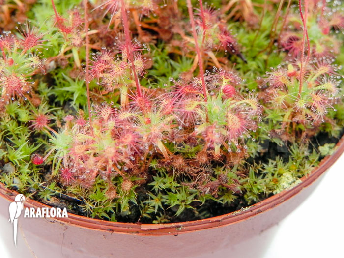 Drosera leucostigma &lsquo;Red&rsquo;
