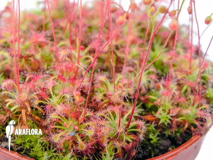 Drosera leucostigma &lsquo;Red&rsquo;