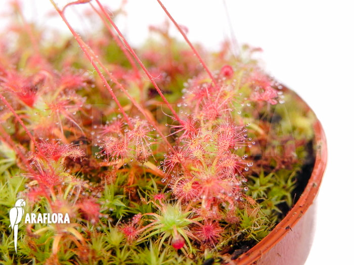 Drosera leucostigma &lsquo;Red&rsquo;