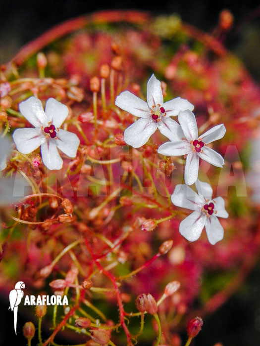 Drosera leucostigma &lsquo;Red&rsquo; &lsquo;Flower&rsquo;