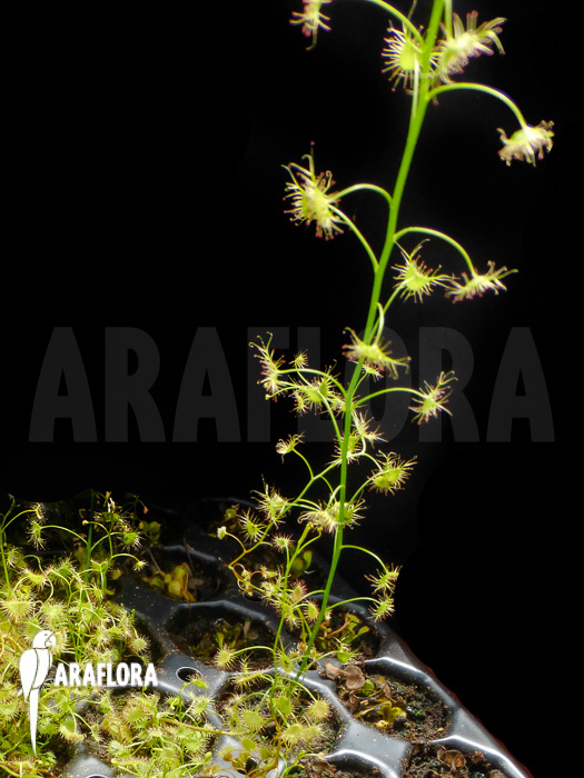 Drosera lunata