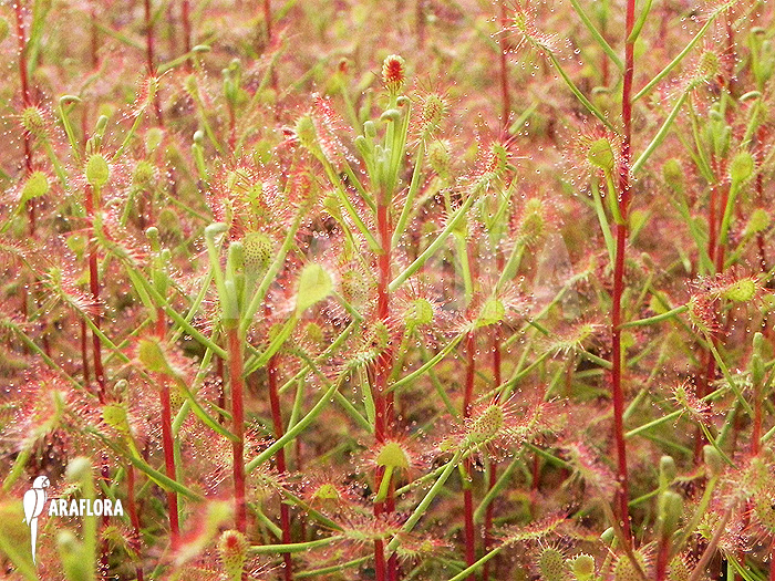 Drosera madagascariensis
