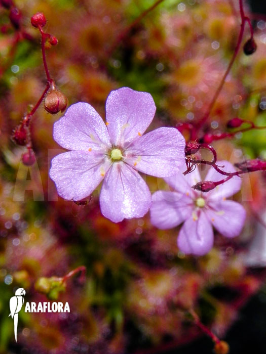 Drosera omissa &lsquo;Flower&rsquo;