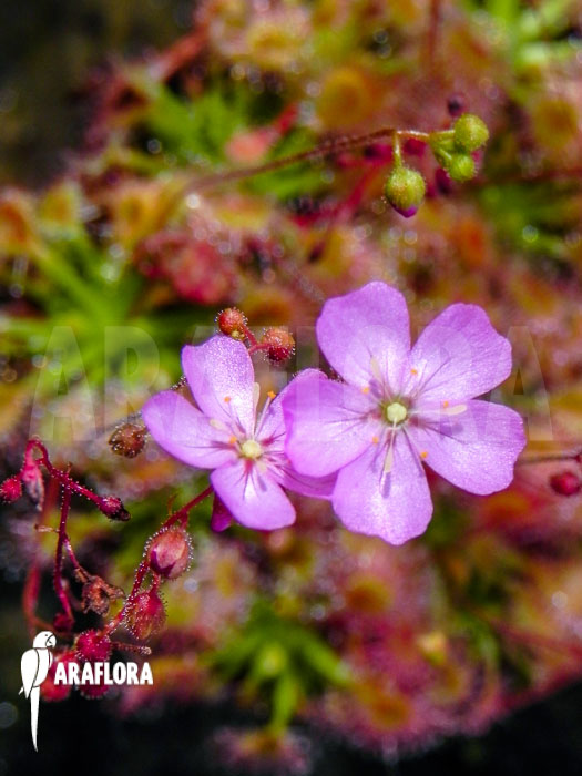 Drosera omissa &lsquo;Flower&rsquo;