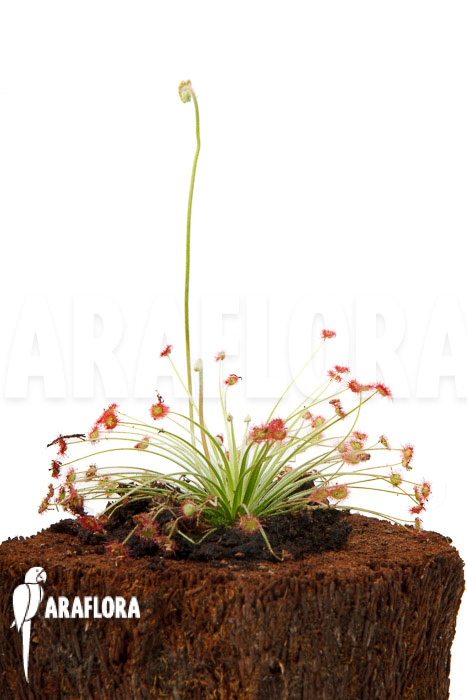 Drosera paradoxa &lsquo;S&rsquo;