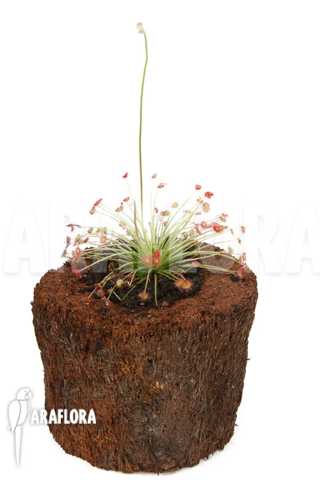 Drosera paradoxa &lsquo;S&rsquo;