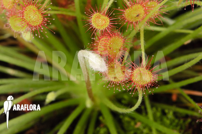 Drosera paradoxa &lsquo;S&rsquo;