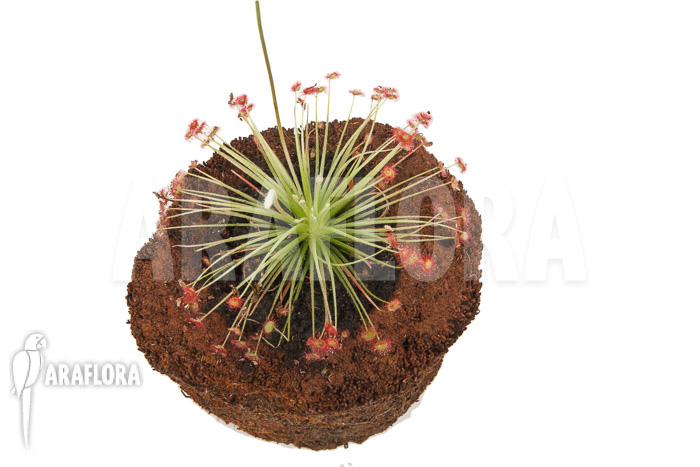 Drosera paradoxa &lsquo;S&rsquo;