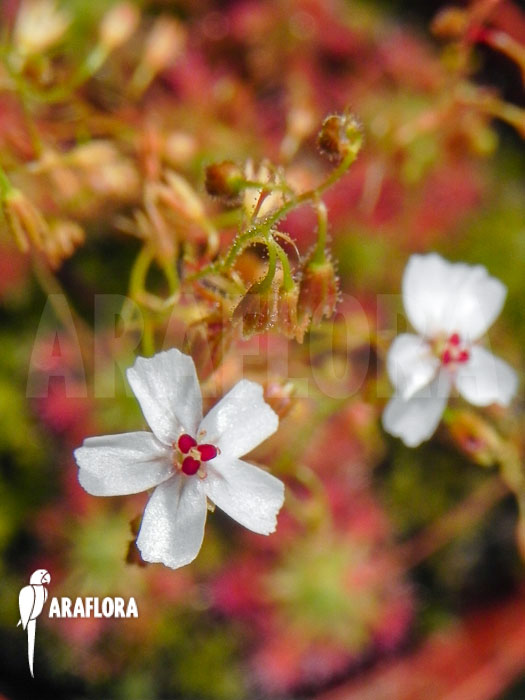 Drosera patens &lsquo;Flower&rsquo;