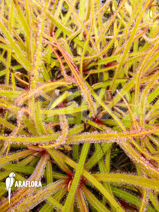 Drosera regia overview