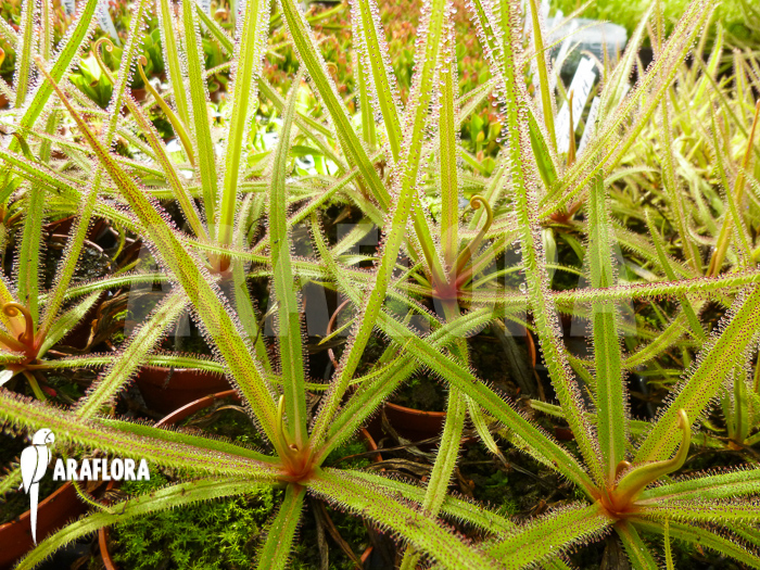 Drosera regia &lsquo;Field&rsquo;