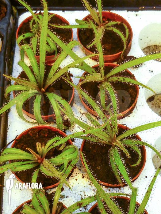 Drosera regia &lsquo;Starter&rsquo;