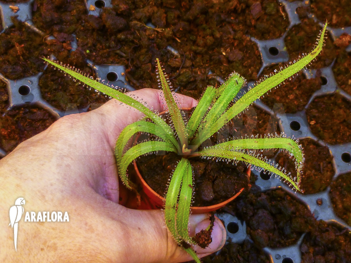 Drosera regia &lsquo;Starter&rsquo;