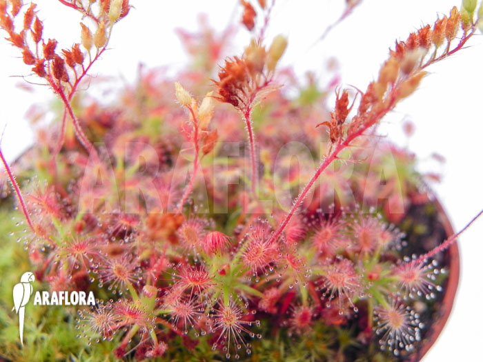 Drosera roseana