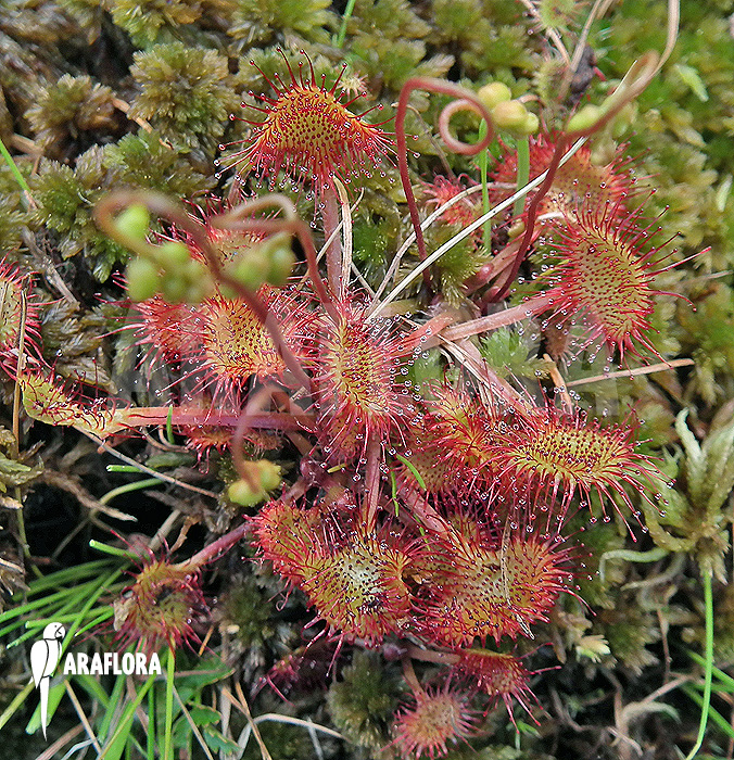 Drosera rotundifolia &lsquo;XL&rsquo;