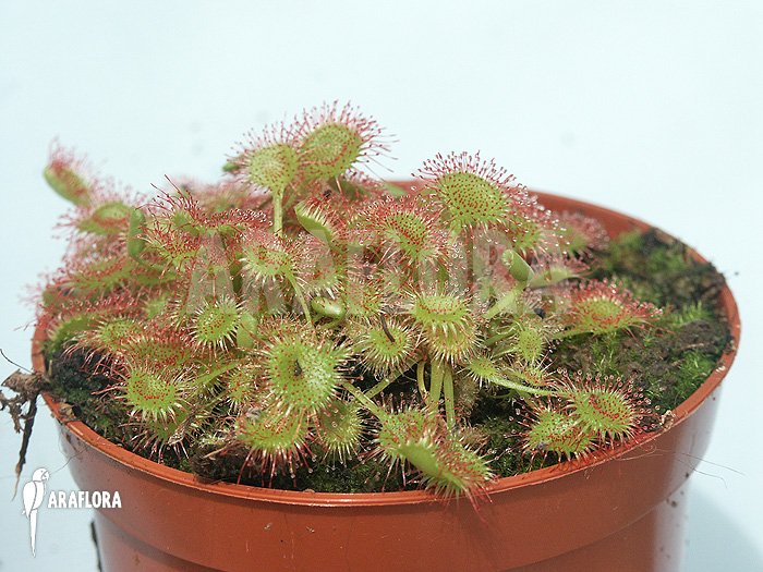 Drosera rotundifolia &lsquo;XL&rsquo;