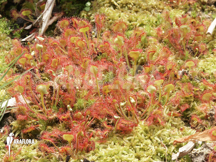 Drosera rotundifolia &lsquo;XL&rsquo;