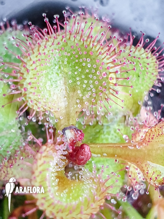 Drosera rupicola &lsquo;S&rsquo;