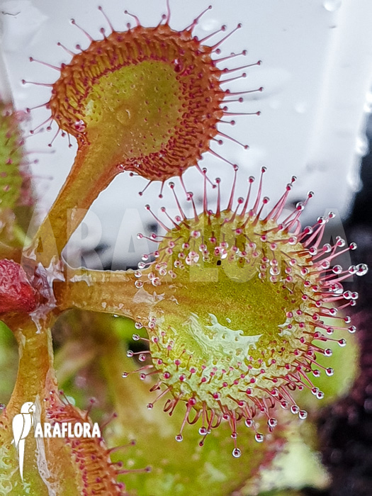 Drosera rupicola &lsquo;S&rsquo;