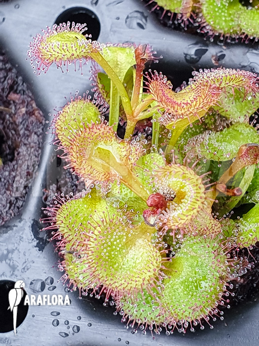 Drosera rupicola &lsquo;S&rsquo;