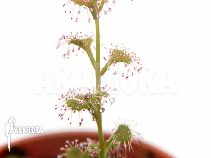 Drosera rupicola red