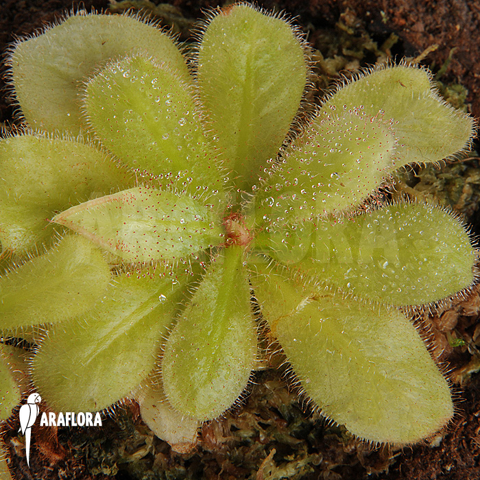 Drosera schizandra