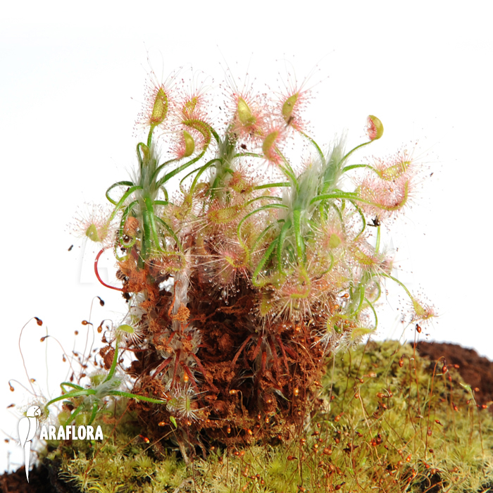 Drosera scorpioides