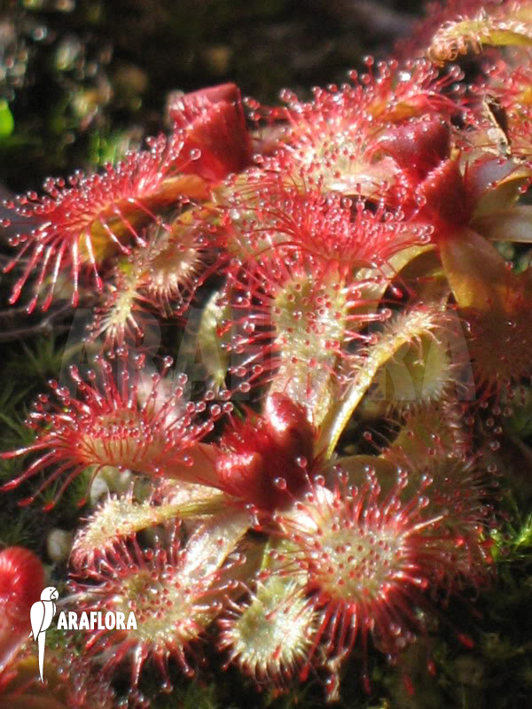 Drosera slackii &lsquo;Narrow Leaf&rsquo;