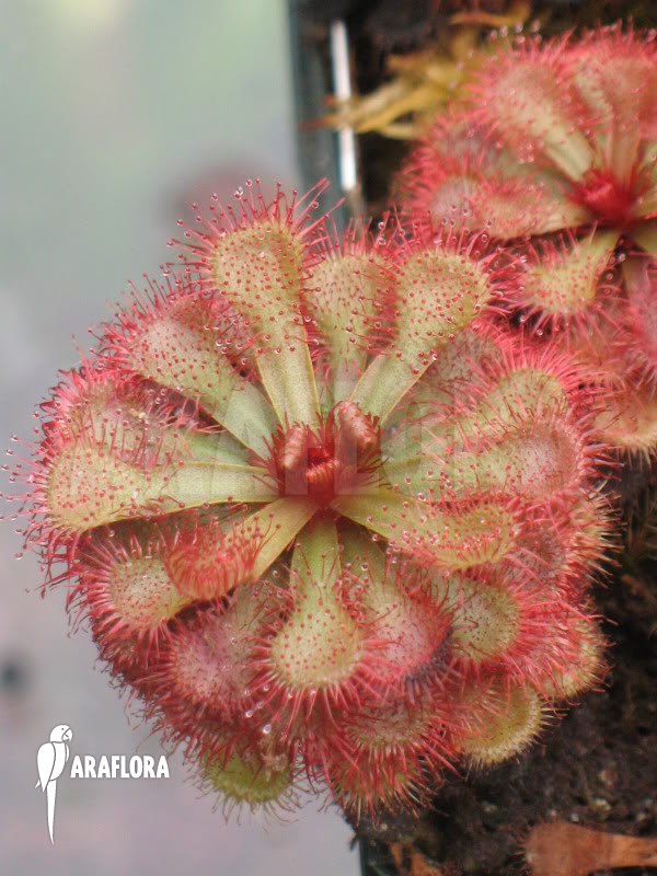Drosera slackii &lsquo;Narrow Leaf&rsquo;