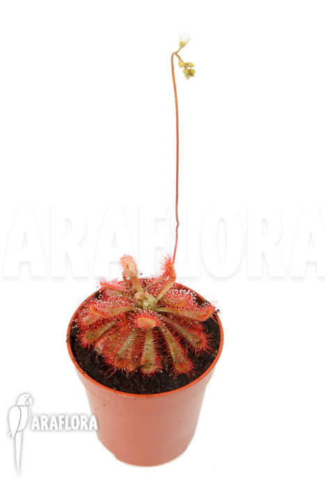 Drosera spatulata var lovellae