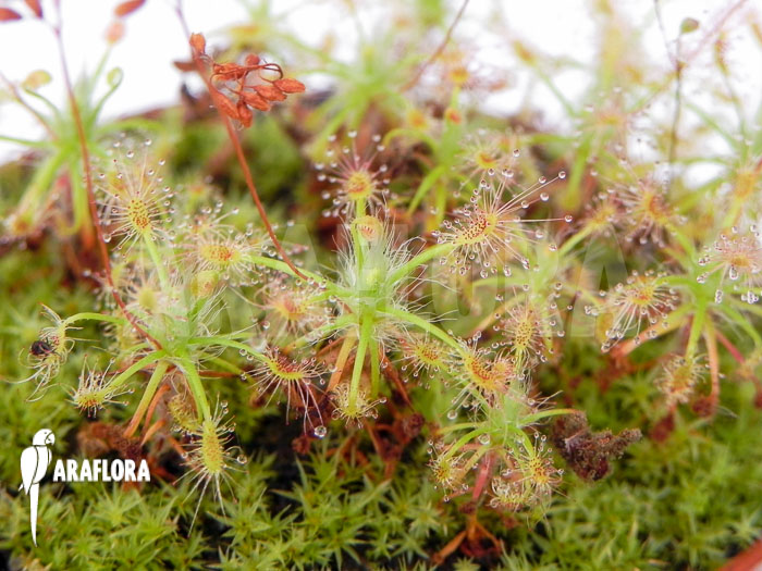 Drosera stelliflora