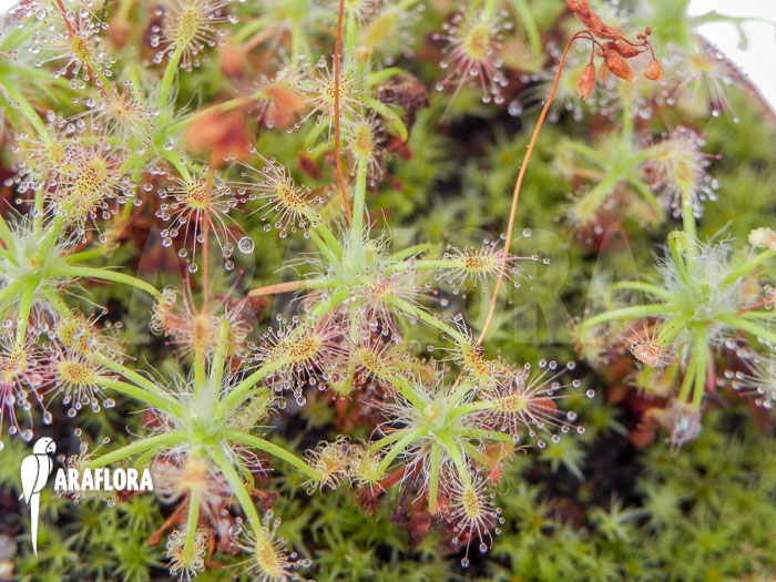 Drosera stelliflora