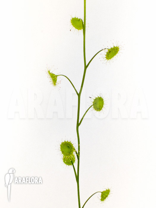 Drosera stricticaulis