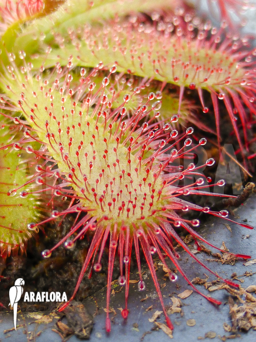 Drosera trinervia Starter