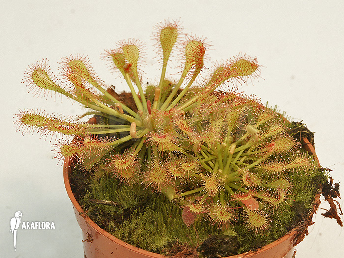 Drosera x capillaris x intermedia
