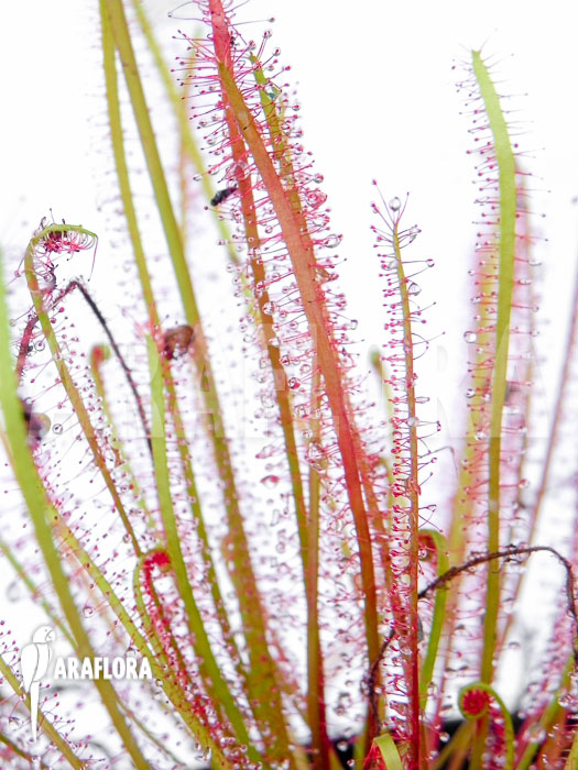 Drosera x hybrida