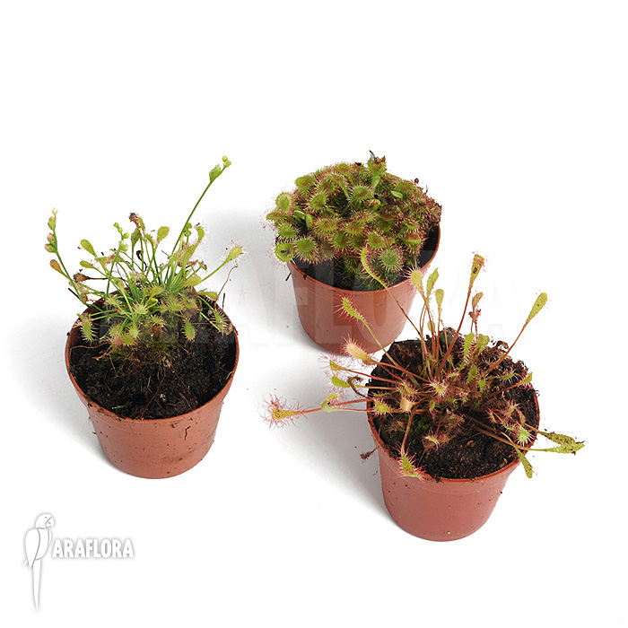 Drosera &lsquo;Winterhardy 3 mix&rsquo;