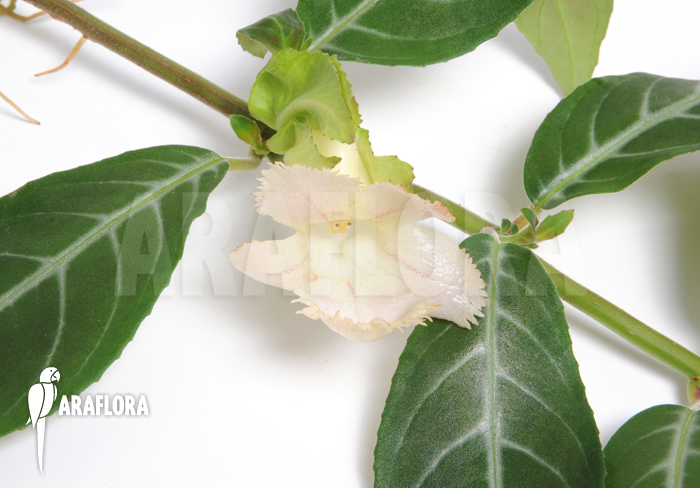 Drymonia serrulata &lsquo;Surinam&rsquo;