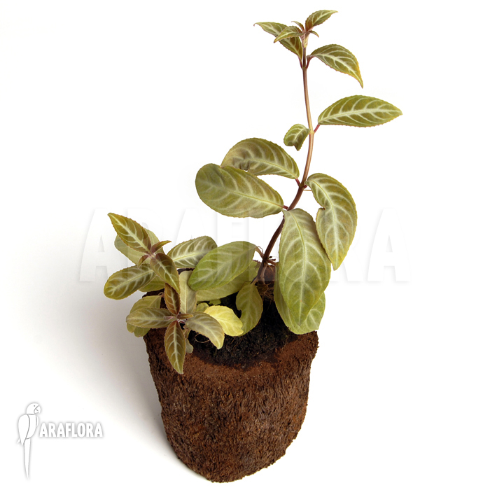 Drymonia serrulata &lsquo;Surinam&rsquo;