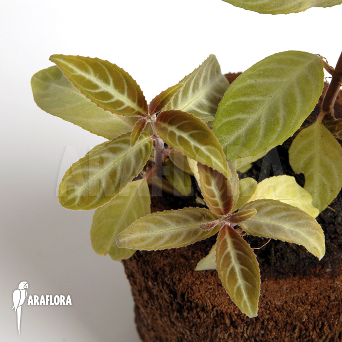 Drymonia serrulata &lsquo;Surinam&rsquo;